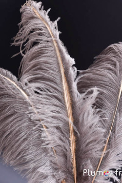 Struzzo con raggio dorato fine - 30-40 cm - grigi naturale